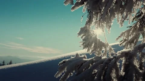 Sun breaks through the branches of spruce slowmotion Stock Footage 195180674