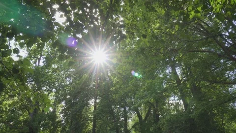 The sun breaks through the branches of trees Stock Footage 79901589