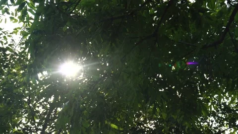 Sun breaks through the branches of trees Stock Footage 138682878