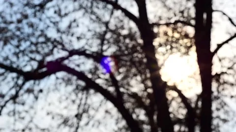 The sun breaks through branches of a winter tree on a winter day Stock Footage 231815885