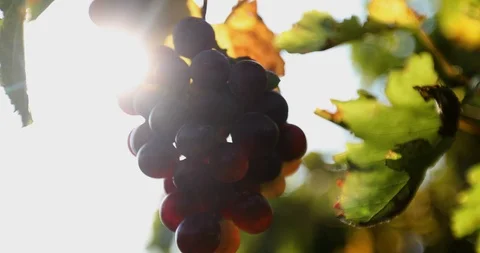 The sun breaks through the cluster of ripe grapes Stock Footage 118256173