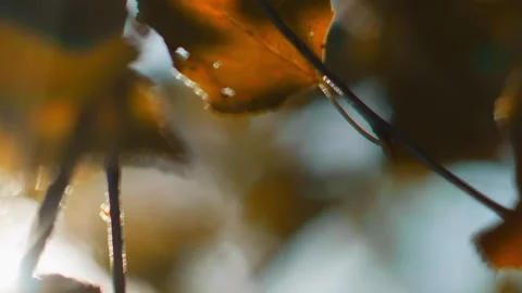 Sun breaks through the colorful birch leaves swirling, fluttering in the wind on Stock Footage 256993282