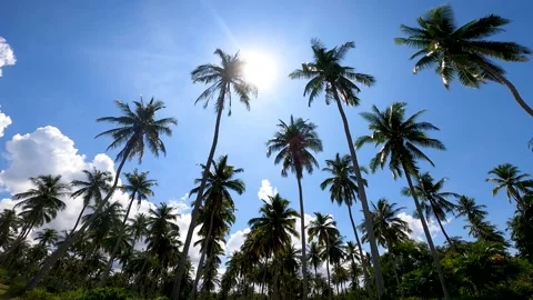 The sun breaks through the crowns of the leaves of coconut trees on a plantation Video stock 171557225
