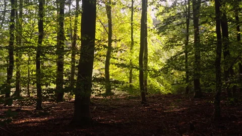 Sun breaks through in a dark beech forest. Stock Footage 209153480