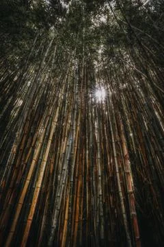 Sun breaks through dense bamboo forest Stock Photos