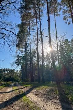 The sun breaks through the dense crown of the coniferous forest Foto stock