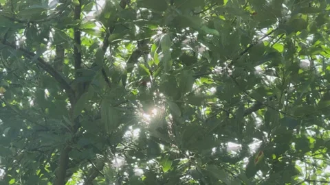 Sun Breaks Through Goat Willow Canopy Stock Footage 348089540