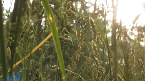 The sun breaks through the grass in the morning forest Stock Footage 127755406