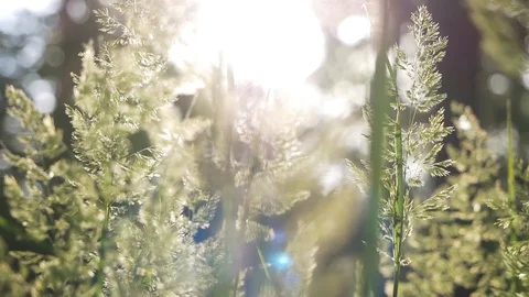 The sun breaks through the grass in the morning forest Stock Footage 127902810