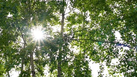 The sun breaks through the green foliage rays in the form of stars Stock Footage 119801912