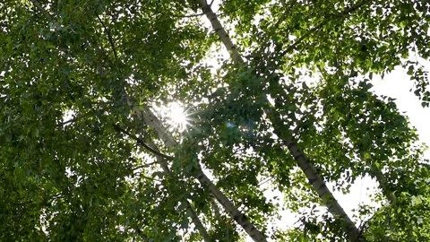 The sun breaks through the green foliage rays in the form of stars Stock Footage 119801941