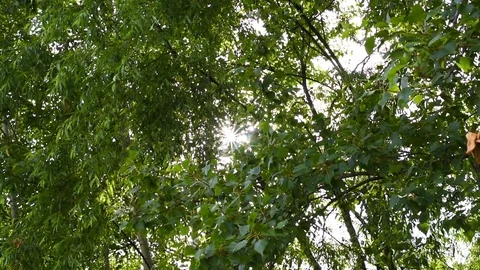 The sun breaks through the green foliage rays in the form of stars Stock Footage 119801995