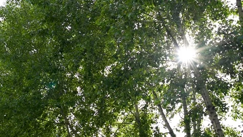 The sun breaks through the green foliage rays in the form of stars Stock Footage 119802012