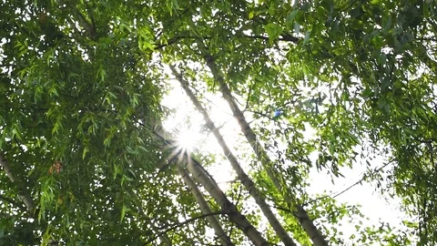 The sun breaks through the green foliage rays in the form of stars Stock Footage 119802015