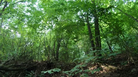 The Sun Breaks Through The Green Leaves Stock Footage 197530445