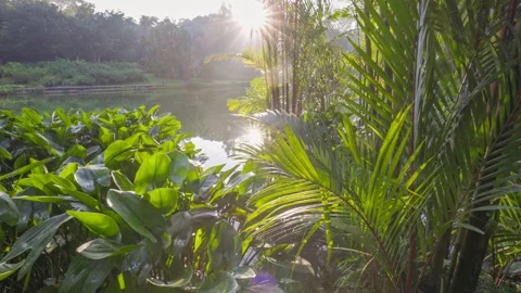 Sun breaks through green leaves and reflect in the water of lake. Beautiful Vidéo 270541750