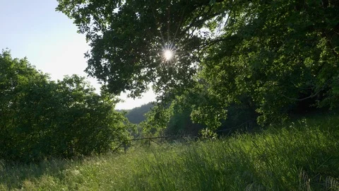 Sun breaks through green tree leaves. Summer concept. Gimbal shot. 4K 스톡 동영상 94904025