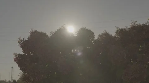 The sun breaks through Hydrangea flowers Stockbeeldmateriaal 316302158