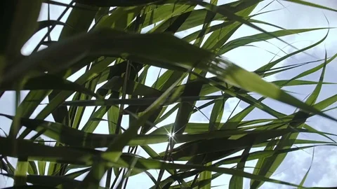 The sun breaks through the leaves of the high reed. Stock Footage 78843161