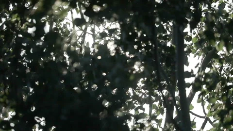 The sun breaks through the leaves in slow motion Stock Footage 131405382
