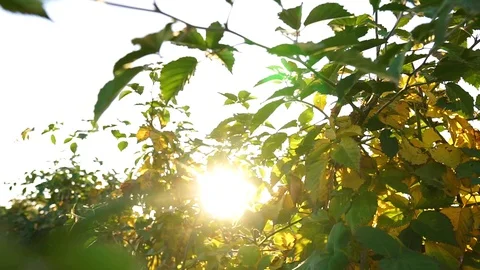 The sun breaks through the leaves. Sunset at the farm. Stock Footage 128659279