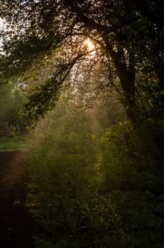 Sun breaks through the leaves of a tree, freshness of spring or summer nature Stock Photos