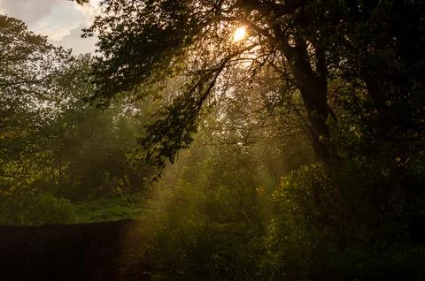 Sun breaks through the leaves of a tree, freshness of spring or summer nature Stock Photos