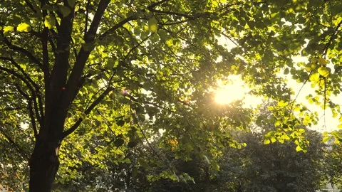Sun breaks through the leaves of trees. Steadicam shot Видео 98124848