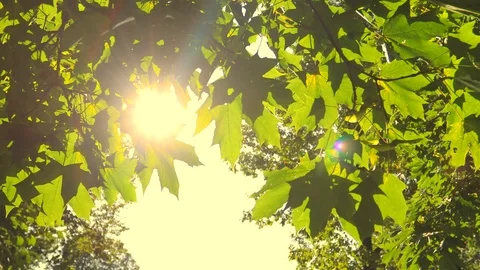 Sun breaks through the leaves of trees. Steadicam shot Stock Footage 98124891
