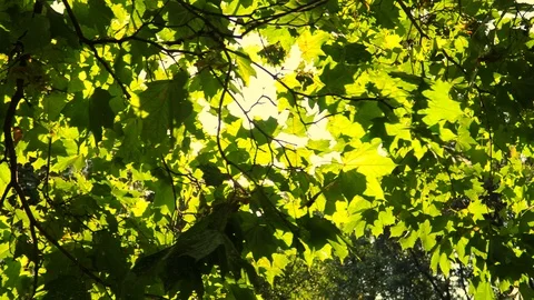 Sun breaks through the leaves of trees. Steadicam shot Видео 98124892