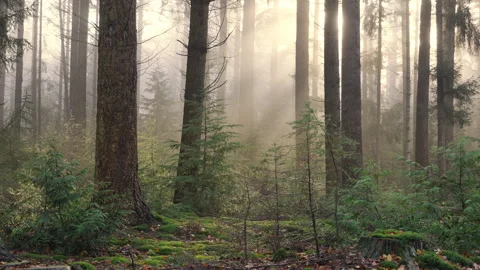 The sun breaks through a misty pine forest at autumn. Stock Footage 269140288