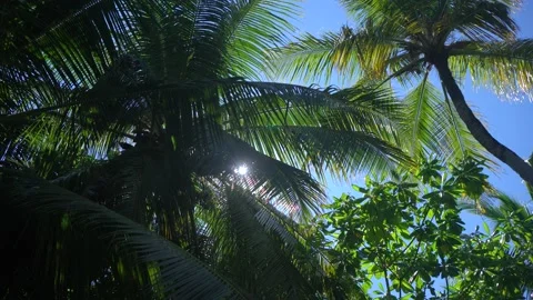 Sun breaks through palm leaves in tropical Hawaii island in Pacific ocean Stock Footage 120191519