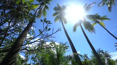 Sun breaks through palm leaves in tropical Bahamas island in Carribean sea Stock Footage 120191865