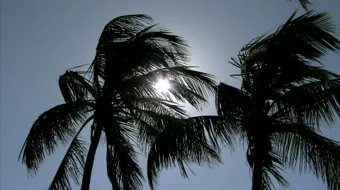 The Sun Breaks Through The Palm Tree Vidéo 679463