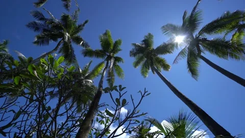 Sun breaks through palms leaves in tropical Bahamas island in Carribean sea Stock Footage 120192381