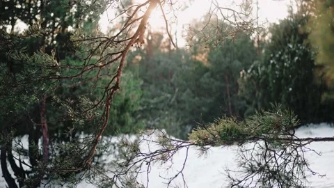 Sun breaks through pines in the beautiful forest at the sunset in winter Video stock 169503576