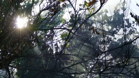 Sun breaks through a smoky tree 스톡 동영상 91399572