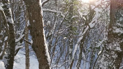 The sun breaks through the snow-covered trees. Stock Footage 147735378