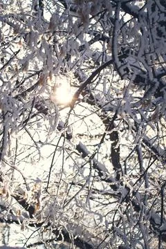 The sun breaks through snow-covered trees in Stock Photos