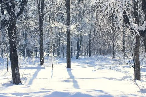 The sun breaks through snow-covered trees in Stock Photos