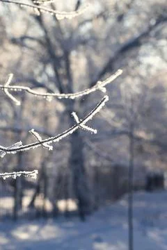 The sun breaks through snow-covered trees in Stock Photos