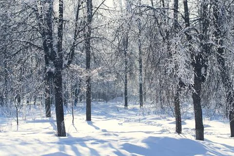 The sun breaks through snow-covered trees in Stock Photos