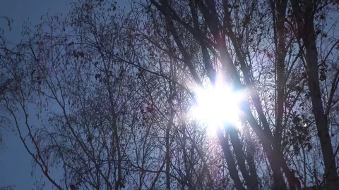The sun breaks through sukoz trees Video stock 78088698