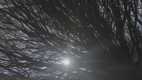 Sun breaks through tree branches coming out of thick trunk Stock Footage 242845560