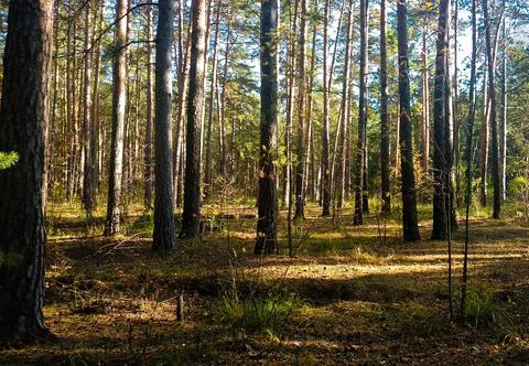 The sun breaks through the tree trunks in the autumn forest Stock-Fotos