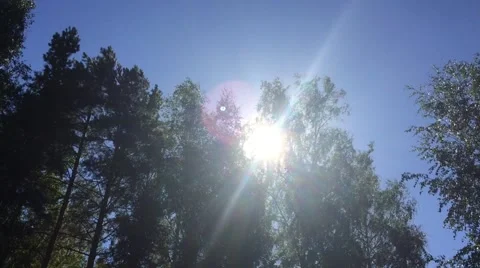 The Sun Breaks Through the Trees Stock Footage 66705068