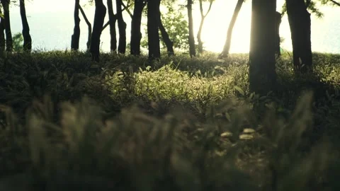 Sun breaks through the trees. Green meadow with grass and ears of corn swaying Stock Footage 253589901