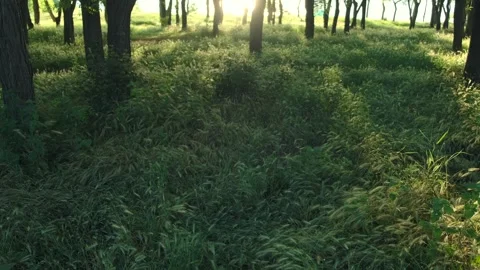 Sun breaks through the trees. Green meadow with grass and ears of corn swaying Stock Footage 253778412