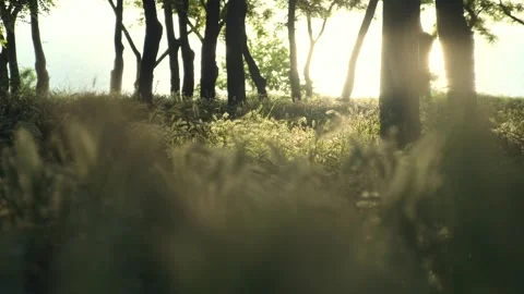 Sun breaks through the trees. Green meadow with grass and ears of corn swaying Stock Footage 253875010
