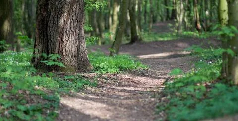 The sun breaks through the trees on the path Stock Photos